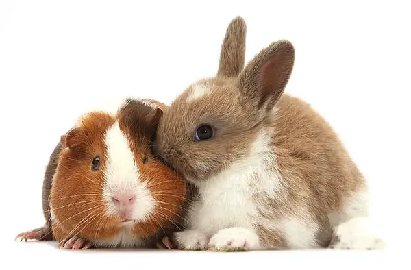 Life Expectancy Of A Rabbit Vs A Hamster