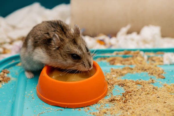 Materials Required For Cleaning A Hamster Cage