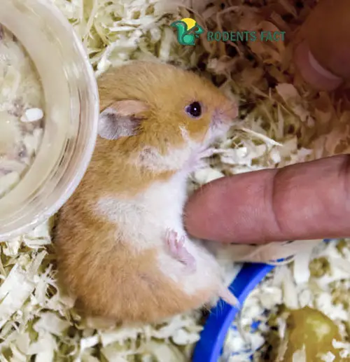 Natural Reasons for Hamster Bleeding Before Death