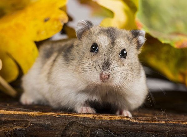 Russian Dwarf Hamster