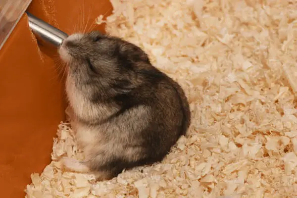 Signs That Hamster Is Drinking Excess Water
