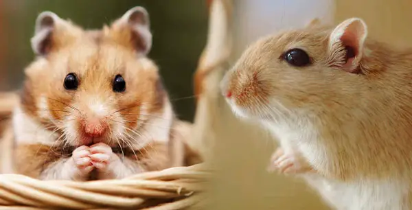 Similarities Between Hamster and Gerbil