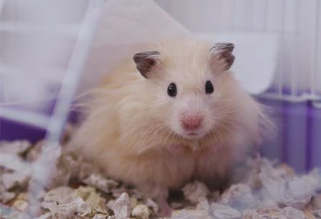 Symptoms Of Wet Tail In Hamsters