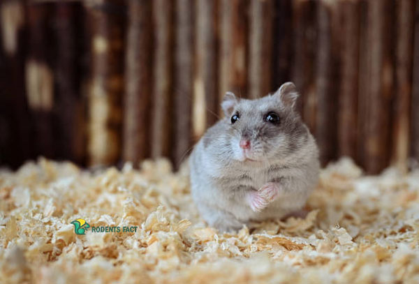 Symptoms That Your Hamster Ingested Or Inhaled Baking Soda