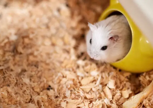 Types Of Mites That Affect Hamsters