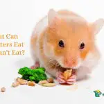 What Can Hamsters Eat and Can't Eat