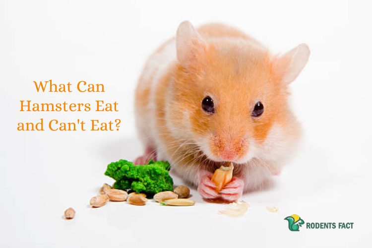 What Can Hamsters Eat and Can’t Eat?