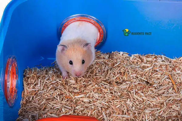 What Causes Eye Infection In Hamsters