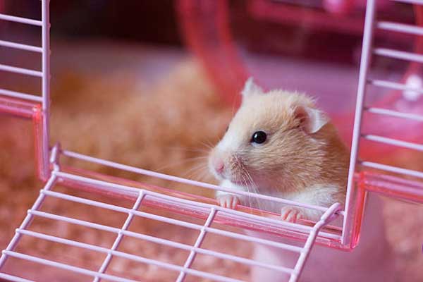 What Causes UTI In Hamsters