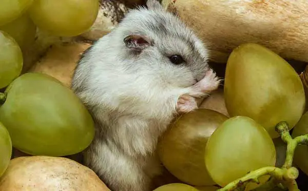 What Happens If Hamsters Eat Fruits
