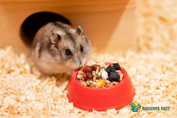 What Is A Hamster’s Diet Requirement
