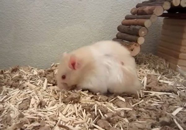 What To Do If The Hamster Has Red Eyes