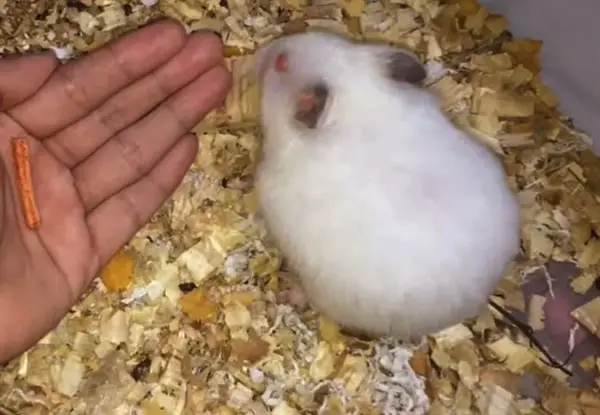 What To Do If Your Hamster Bites You