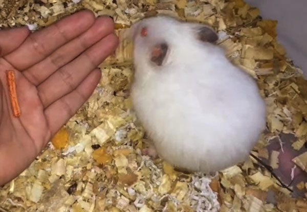 What To Do If Your Hamster Bites You