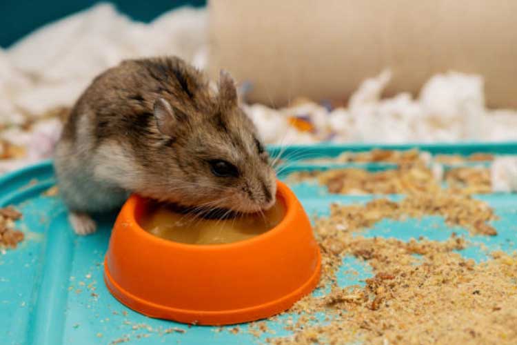 What does Hamster Poop Look Like – In-detail Guidance