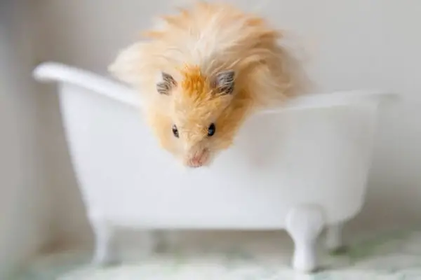 What to Do If Your Hamster Escapes