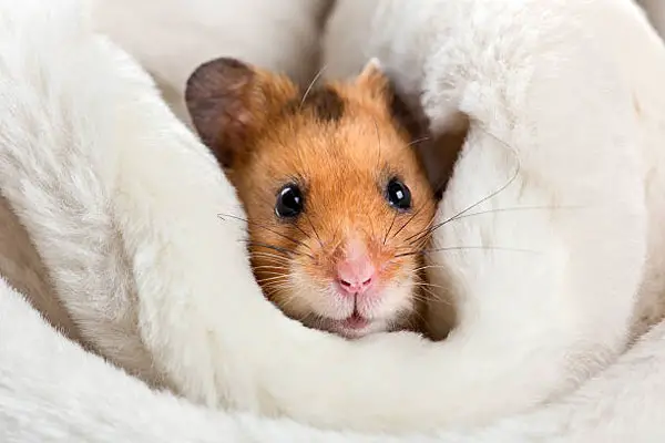 What to Do if Your Hamster Is Not Coming Out at Night