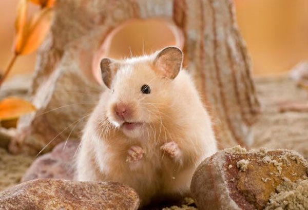 What to do if a hamster gets a tumor