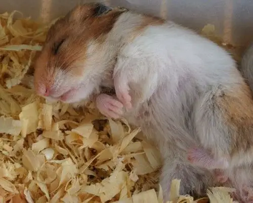 When Hamsters Sleep With An Open Eye