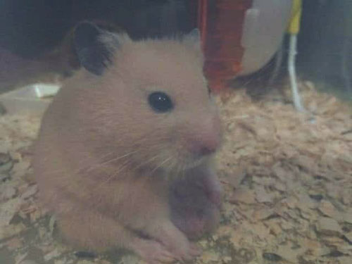 When Is My Hamster’s Testicle Showing Signs Of Problems