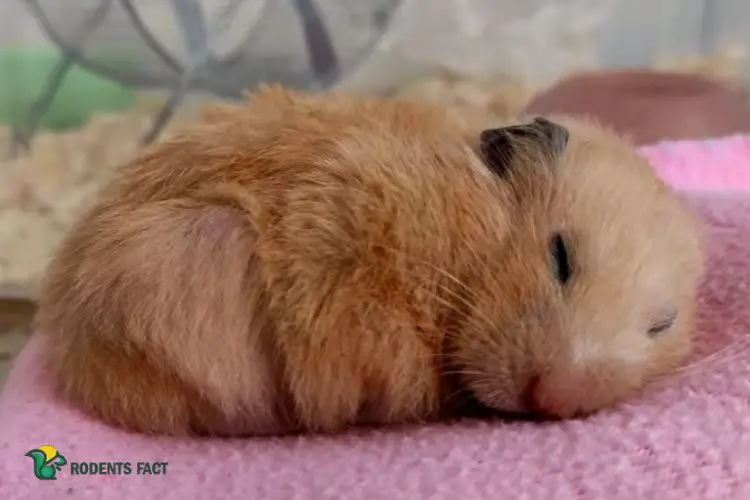 Why Do Hamsters Bleed Before They Die?- Understanding the Causes