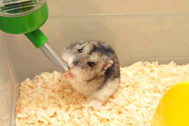 Why Is My Hamster Drinking So Much Water?