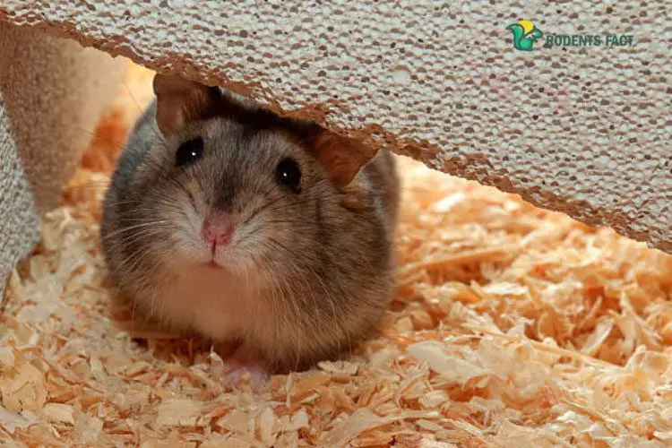 Why Is My Hamster Shaking- Is It Bad? 