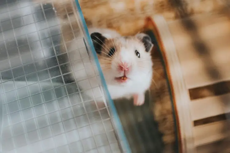 Why Is My Hamster Trying to Escape and What Can I Do About It?