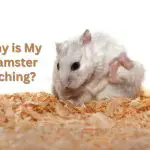 Why is My Hamster Itching