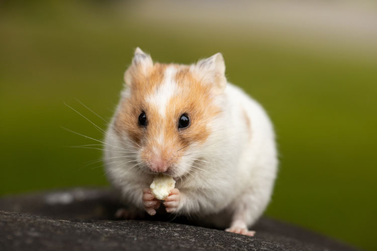 Why is My Hamster Losing Hair [Mystery Solved]