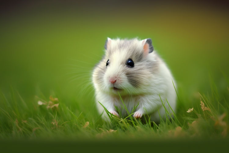 Why is My Hamster Running Around Like Crazy: The Main Reasons