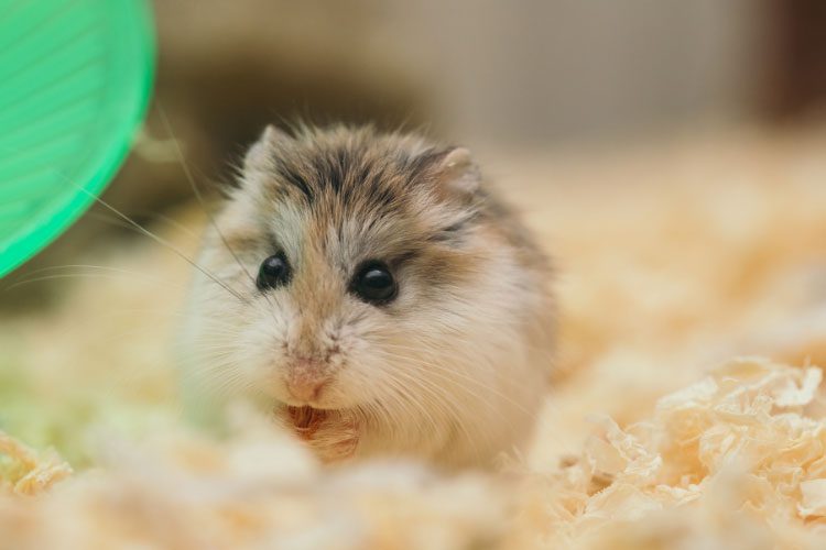 Why is My Hamster Squeaking? The Truth May Surprise You