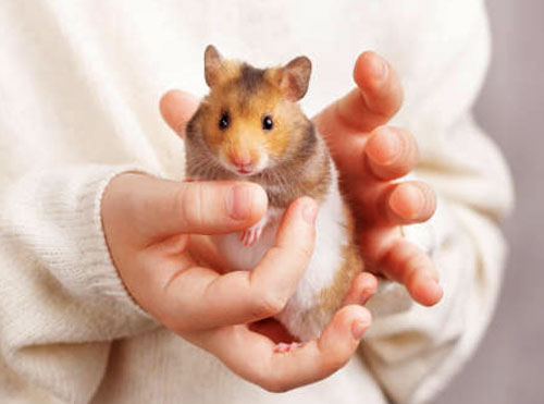 some physical signs of a heart attack in hamsters