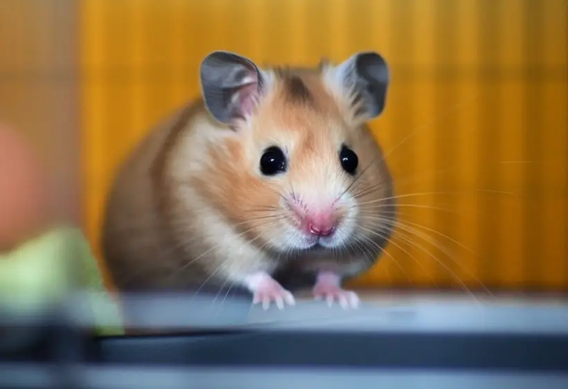 Create a Comfortable Living Space for Your Hamster