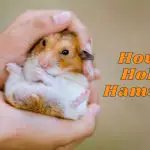 How to Hold a Hamster