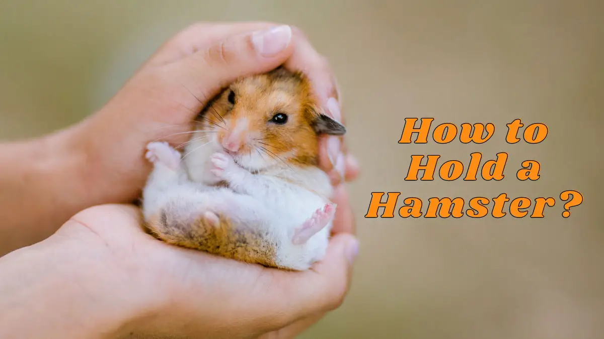 How to Hold a Hamster—Everything you Need to Know!