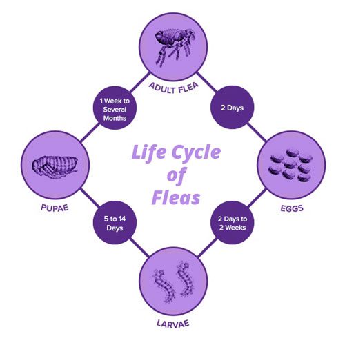 Life Cycle of Fleas