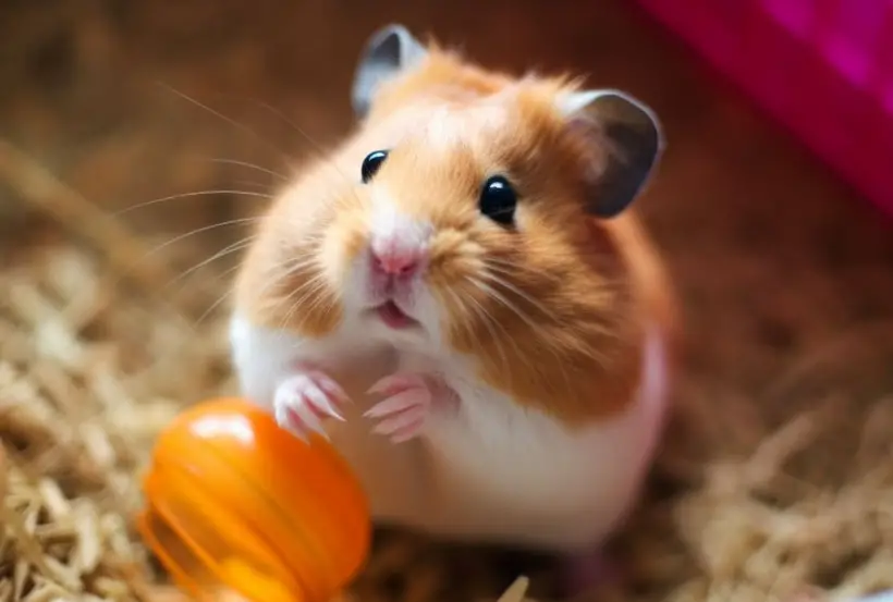 What Hamsters Can Drink