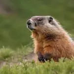 Are Marmots Dangerous