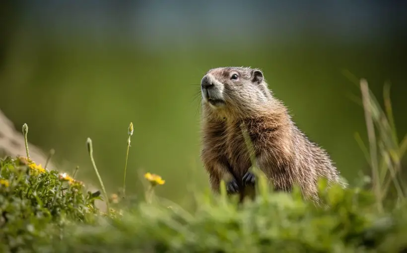 Choosing the Right Trap for Marmot