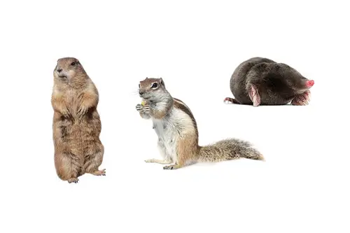 Comparison of gopher behavior to other types of rodent behavior
