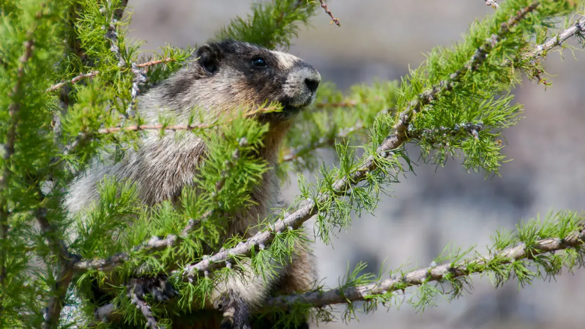 Do Marmots Climb Trees? Understanding Marmot Behavior and Habitat