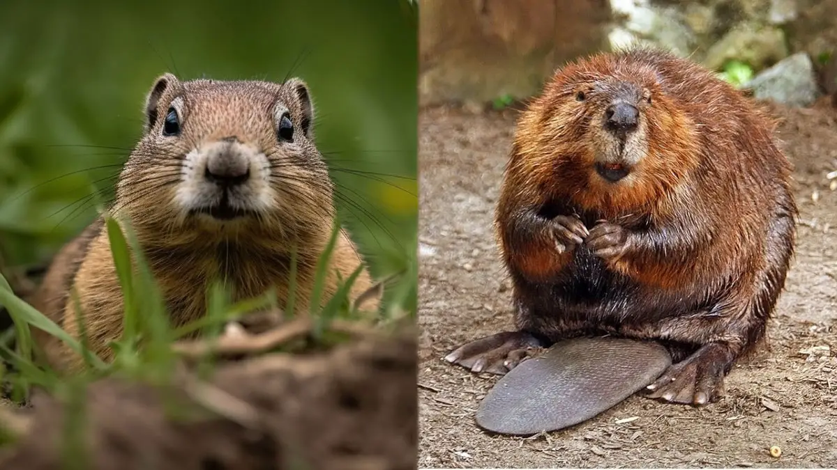 Gopher vs Beaver: How Do They Compare? 