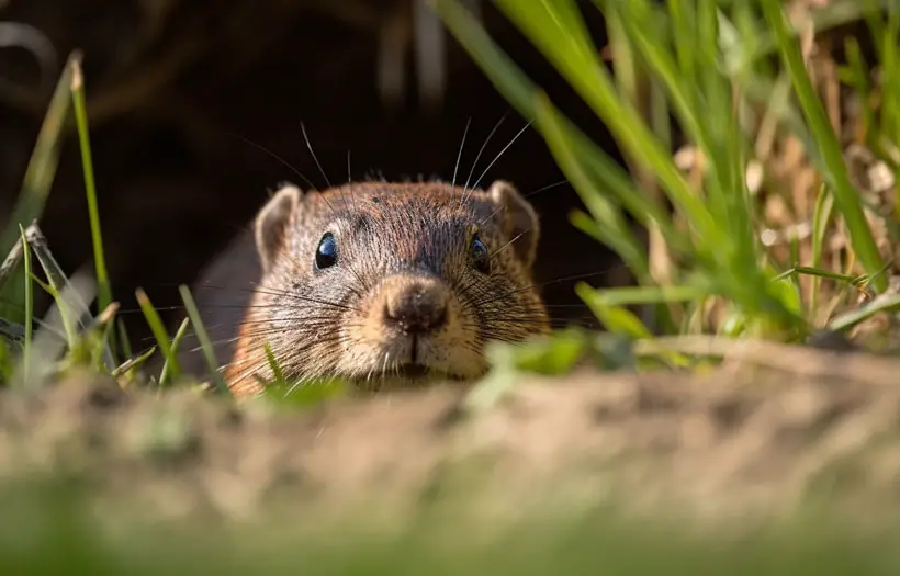 Gophers Challenges to Maintaining Oxygen Levels