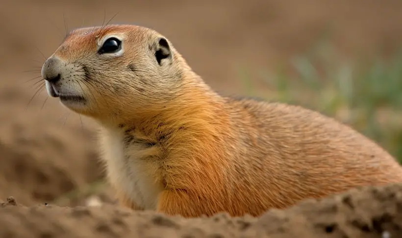 How Does Marmot and Prairie Dog Behavior Compare