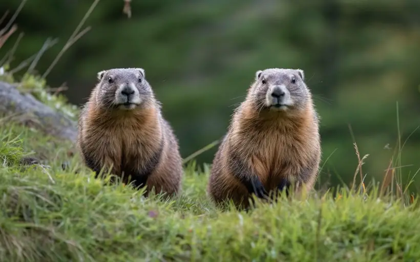 How Marmot Behavior Changes with Seasons