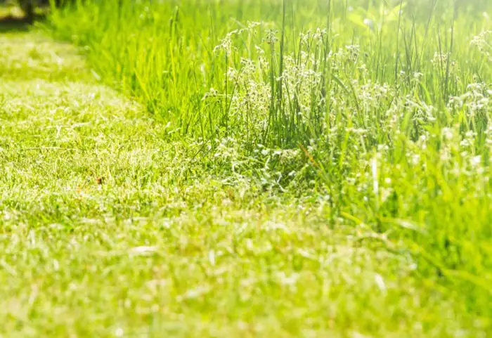 How To Maintain A Healthy Lawn