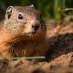 How To Set A Gopher Trap
