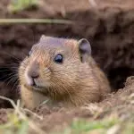 How to Collapse Gopher Tunnels