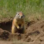 How to Get Rid of Gophers